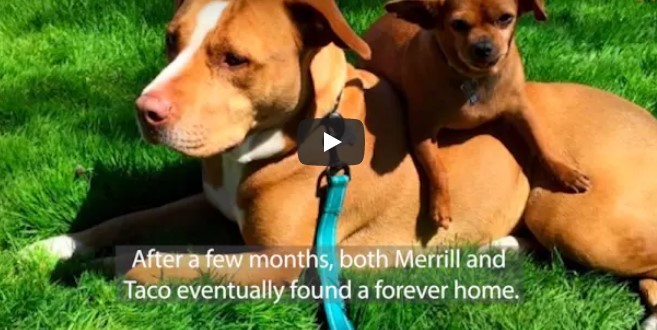 Familie wollte Pitbull aus dem Tierheim adoptieren – aber dieser weigerte sich, seinen Freund zurückzulassen