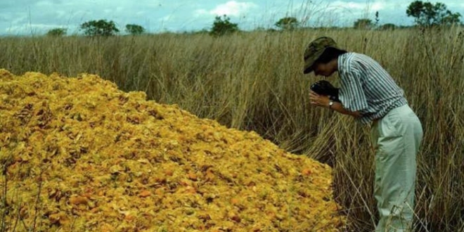 Ein Orangensaft-Unternehmen entsorgte Orangenschalen in einem Nationalpark; 16 Jahre später trauten sie ihren Augen nicht…