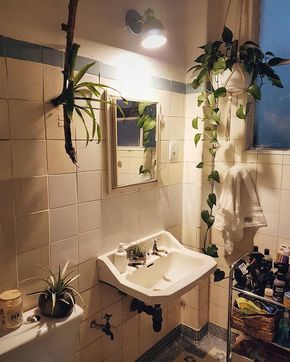 Ideal fürs Bad: 12 Pflanzen, die kein Licht brauchen.