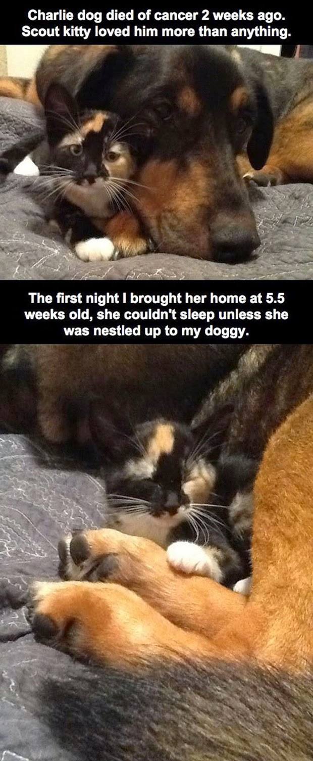 Der beste Freund der Katze verstarb – und nun schläft sie jede Nacht neben dem iPad