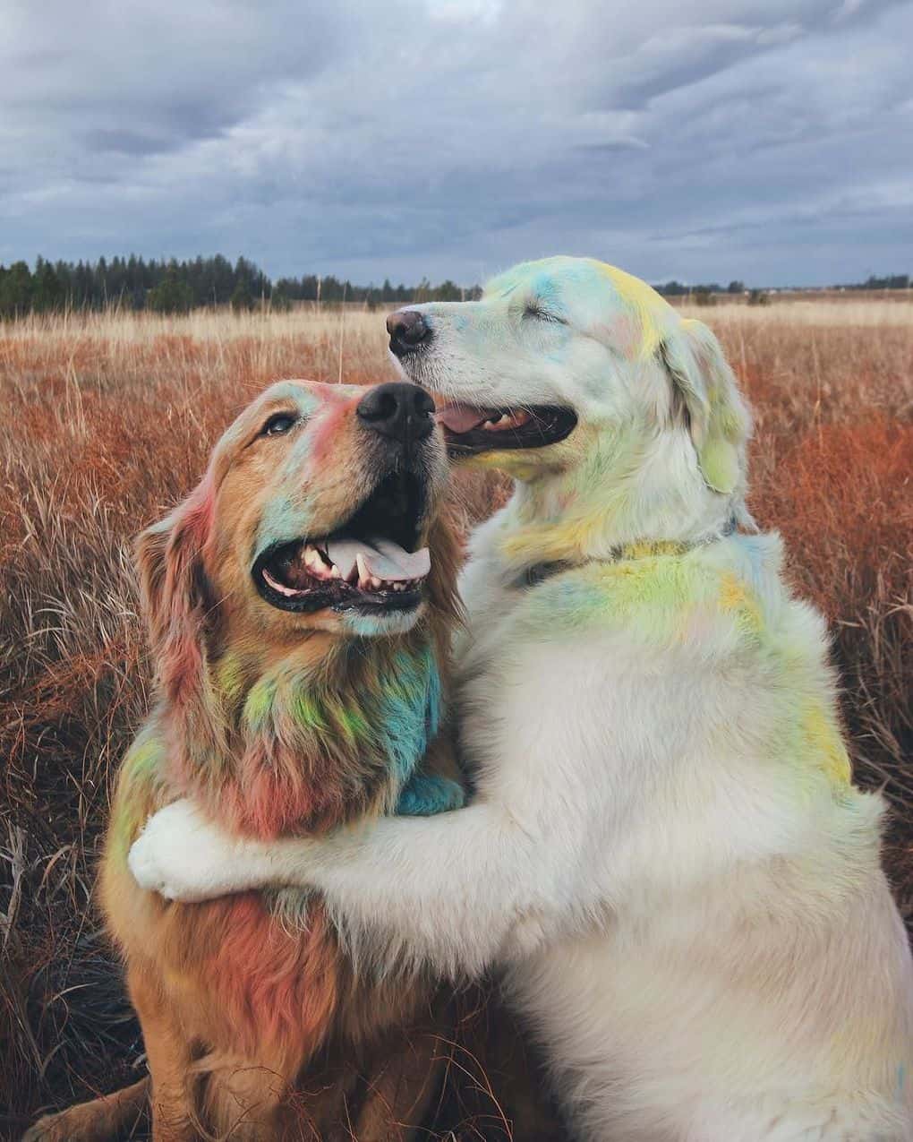 Diese zwei glücklichen Hunde lebten lange zusammen, aber dann erschien er! Eine vollkommene Familie!