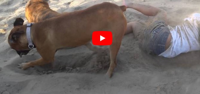 Das Mädchen tritt den Hund am Strand – doch sie bereut es sofort