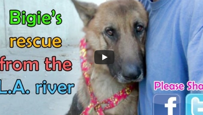 Herzzerreißendes Video: Mann rettet verwahrlosten Schäferhund.