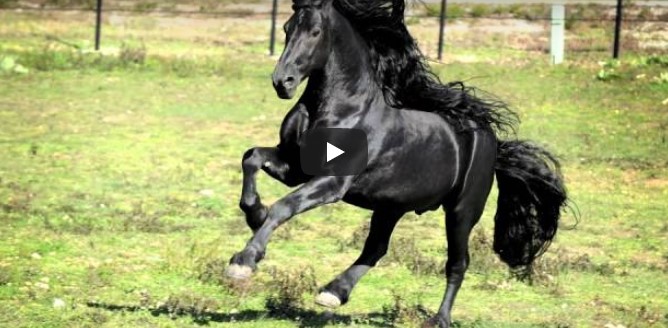 Es sieht wie ein gewöhnliches, schwarzes Pferd aus – aber warte, bis es sich dann umdreht!