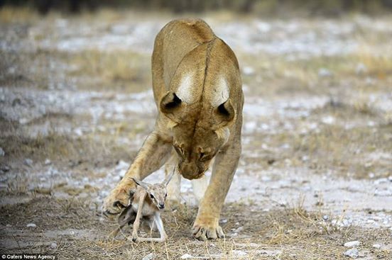 Löwin adoptiert Antilopenkälbchen.