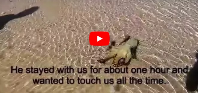 Familie rettet einen Oktopus – am nächsten Tag kehrt dieser zurück und bedankt sich auf unglaubliche Weise