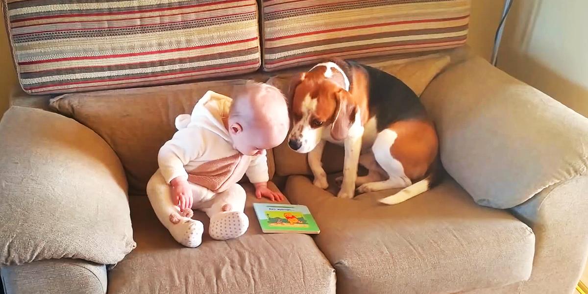 Schau dir diesen Hund an: Was er mit einem Baby anstellt, ist sehr ungewöhnlich.
