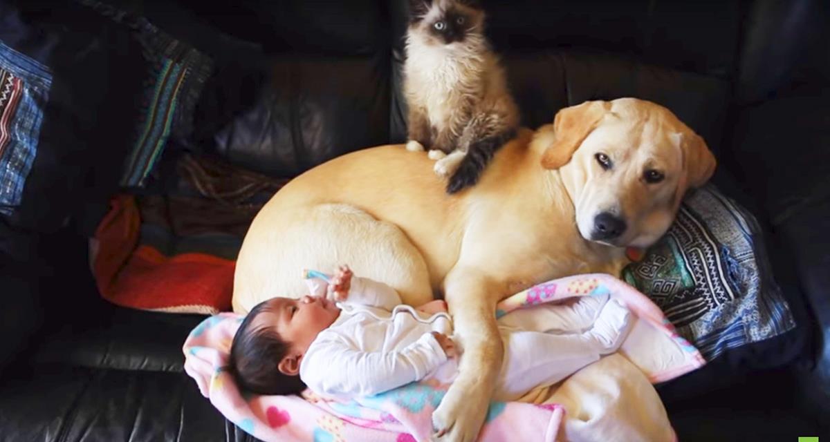 Während niemand sah, rannten der Hund und das Kätzchen zu dem Baby. Als die Mutter den Raum betrat, war sie erstaunt darüber, was sie gesehen hatte!
