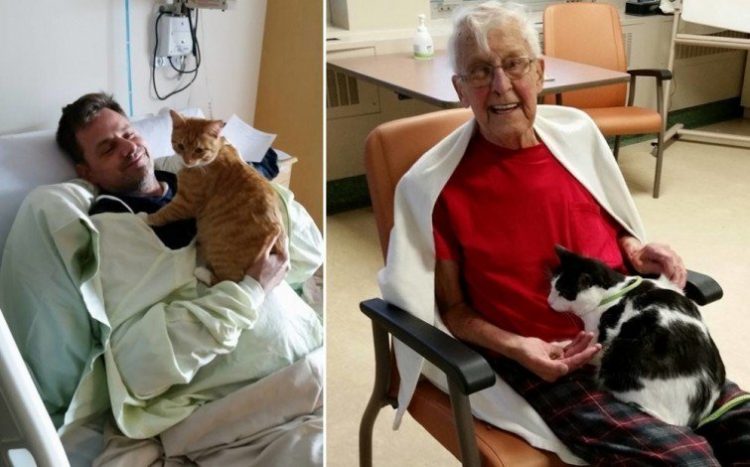 Krankenhaus lässt Haustiere zu, um ihre kranken Herrchen aufzumuntern