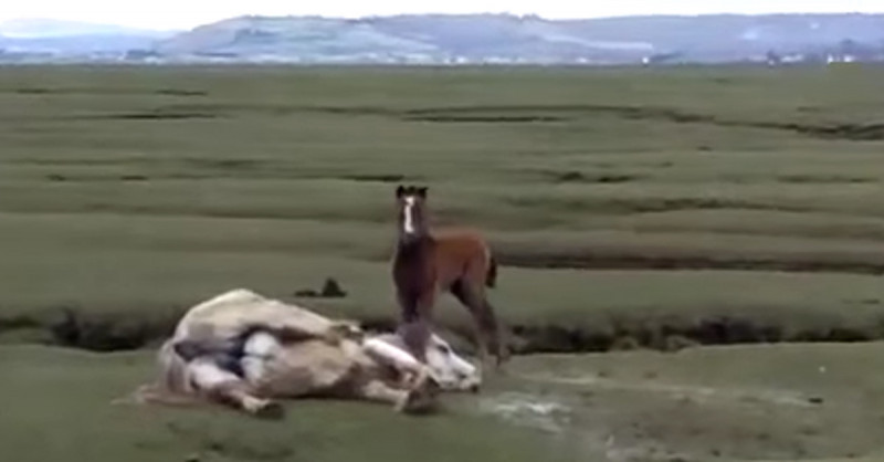 Video: Fohlen weigert sich, gefangene Mutter zu verlassen.