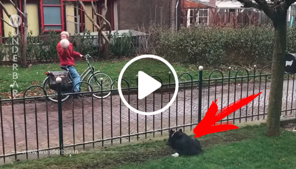 Diese Hündin spielt im Garten – wenn der Fahrradfahrer vorbeifährt, kommt sie auf eine geniale Idee!