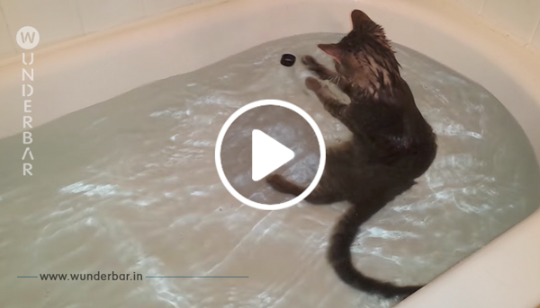 Der Besitzer stellt die Katze in die Badewanne – dessen Reaktion darauf fasziniert nun Millionen