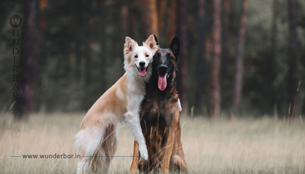 Beste Freunde: Mutiger Hund schützt verletzte Hundefreundin vor dem sicheren Tod!