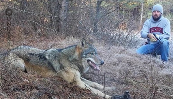 Mann entdeckt einsamen Wolf im Wald – als er dessen Pfote sieht, weiß er sofort, was zu tun ist!