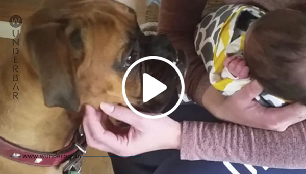 Die Mutter sagt dem Hund, vorsichtig mit dem Neugeborenen zu sein – schau dir dessen wunderbare Reaktion an