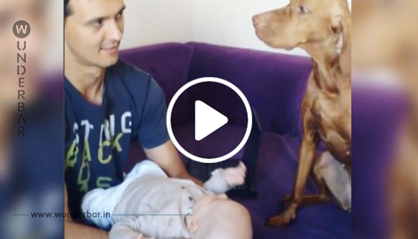 Der Hund ist auf das Baby eifersüchtig – schau dir seine Reaktion an, als der Vater das Kind küsst!