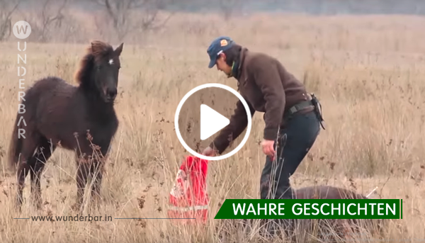 Ergreifendes Video: Tierschützer befreit Pferd und erhält dessen Dank.