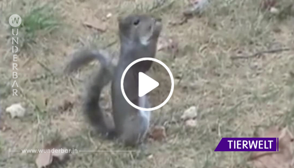 Das Eichhörnchen findet im Garten eine Nuss. Seine Reaktion, als er bei 0:09 hineinbeißt – ich schmeiß’ mich weg!