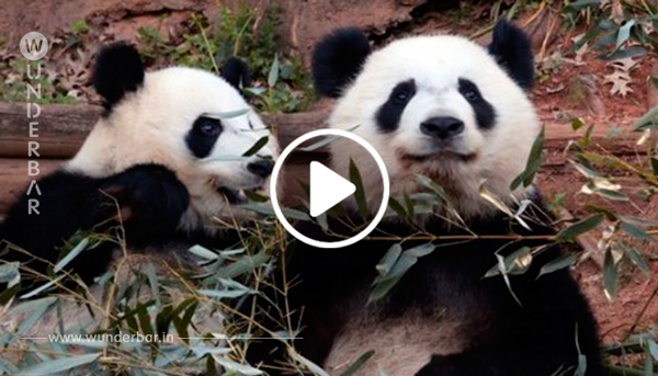 Erstaunlich: Im Zoo von Atlanta verschlägt seltene Tiergeburt allen Menschen den Atem.