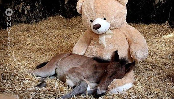 Das Pony freundet sich mit einem Teddy an und die Bilder lassen Herzen schmelzen.