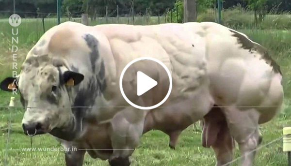 Dieser Stier wird gezüchtet um mehr Fleisch zu produzieren – aber schau, als er versucht, zu gehen!