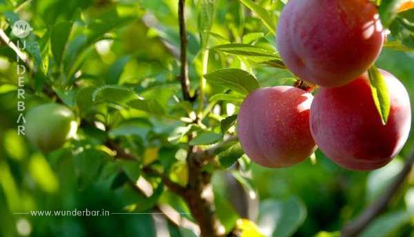 DIESER BAUM TRÄGT 40 VERSCHIEDENE FRÜCHTE