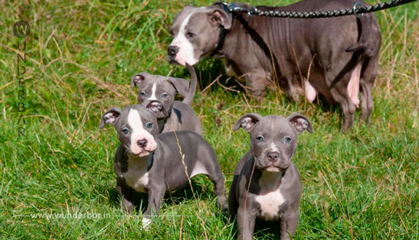 Hunde Babys aus Keller Verlies gerettet!