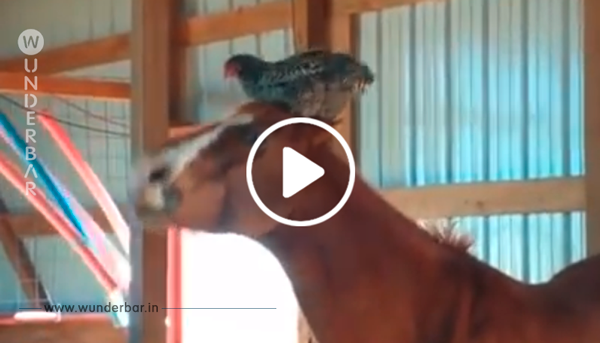 Die Besitzerin schaut nach dem Pferd im Stall. Doch als sie sieht, was auf dem Kopf des Tieres liegt, bleibt sie wie angewurzelt stehen.