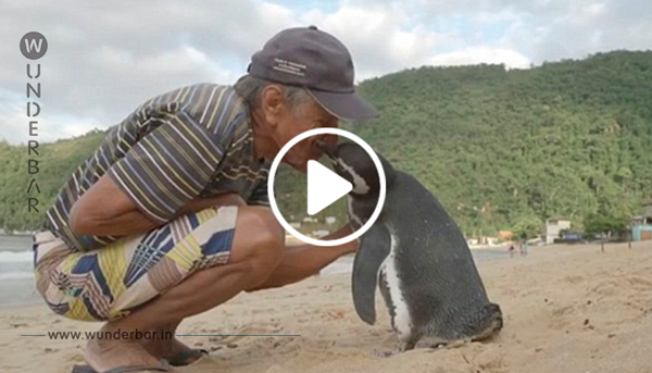 PINGUIN SCHWIMMT JEDES JAHR 8000 KILOMETER UM DEN MANN ZU SEHEN, DER SEIN LEBEN GERETTET HAT!