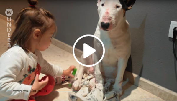 Dieses Video zeigt wie gefährlich Bullterrier wirklich sind. Beschützt eure Kinder vor diesen brutalen Killermaschinen. ;-)