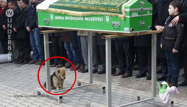 Der Hund setzt sich mit traurigem Blick neben den Sarg. Die Trauernden sind überrascht, was sich als nächstes abspielt.