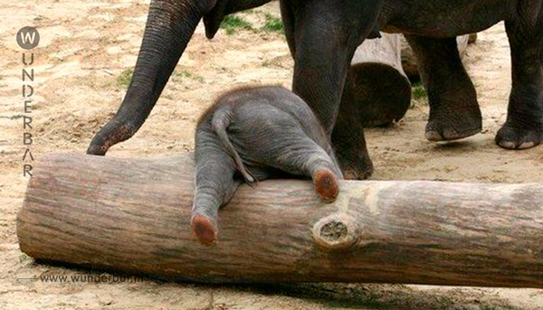15 tollpatschige Elefantenbabys.