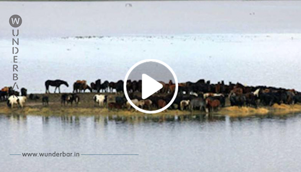 100 Pferde warten auf dieser Insel auf den sicheren Tod – was diese 7 Frauen dann tun, ist einfach unglaublich!