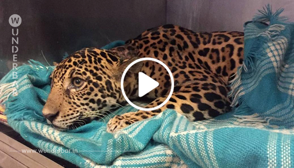 Dieser Baby-Jaguar versteckt ein trauriges Geheimnis in seinem Körper. Es sind über 18 tiefe Wunden.