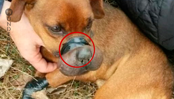 Der Hund wurde auf einem Feld gefunden. Seine Beine und sein Mund waren mit Klebeband gefesselt. Jetzt kann er nicht mehr aufhören, zu lächeln 