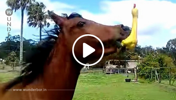 Das Pferd findet ein gelbes Gummihuhn auf der Weide. Bei 0:17 halte ich mir den Bauch vor Lachen!