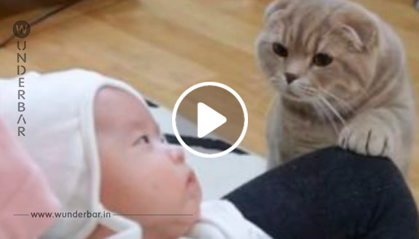 Ein neugeborenes Baby wurde ins Haus gebracht. Alle Aufmerksamkeit auf die Katze! Seine Reaktion ist ganz interssant!