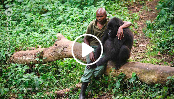 Parkwächter geht auf Gorilla zu, der seine Mutter verloren hat – schau dir seine bewegende Reaktion an!
