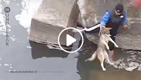 Der Mann rettet den Hund vorm Ertrinken – schau, wie dieser dann reagiert!