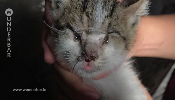 Dieses Katzenbaby wurde gestohlen und mit zusammengenähten Augen und Ohren aufgefunden