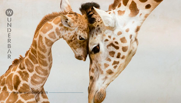 25 Momente, in denen sich die Tiere-Eltern ganz wie Menschen benahmen