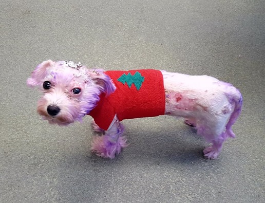Der Hund verstarb beinahe, weil der Besitzer sich dafür entschlossen hatte, sein Fell zu färben