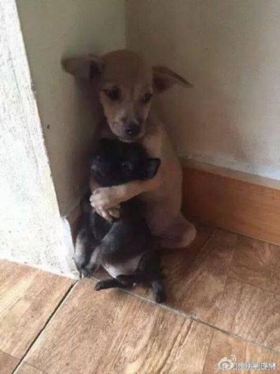 Die beiden Straßenhunde können nicht aufhören, sich zu umarmen. So wurden sie endlich gerettet.