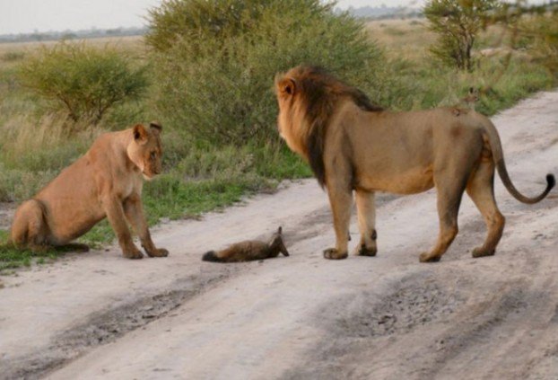 Die Löwen fanden einen verwundeten Fuchs. Was die Löwin getan haben, ist gegen alle Gesetze der Wildnis!