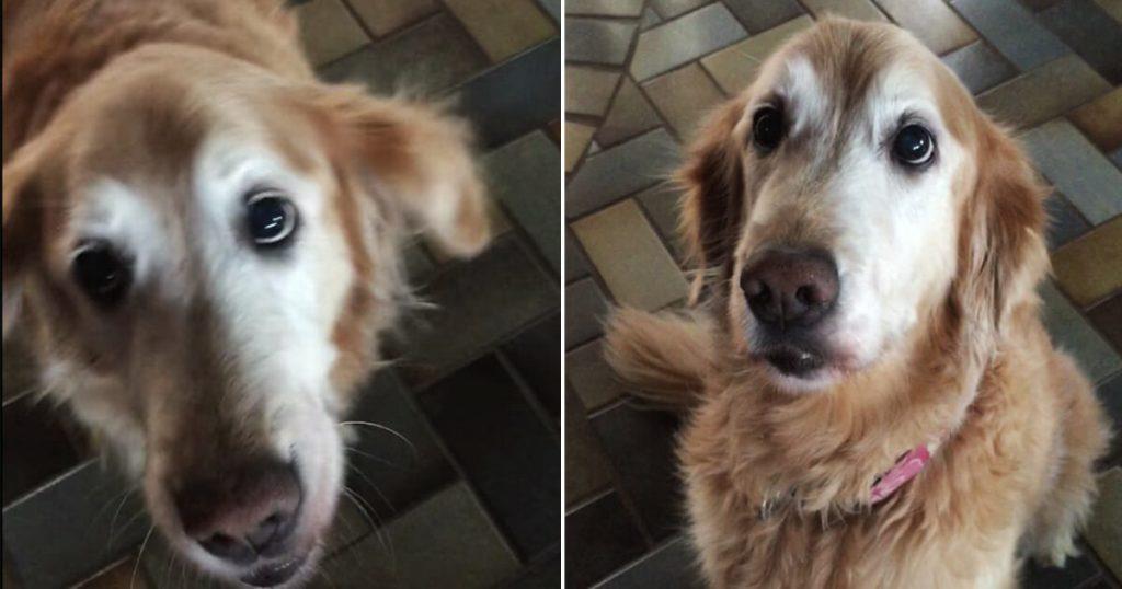 Die Reaktion des Hundes, als sein Besitzer ihm sagt, dass er Krebs hat, geht nun um die Welt