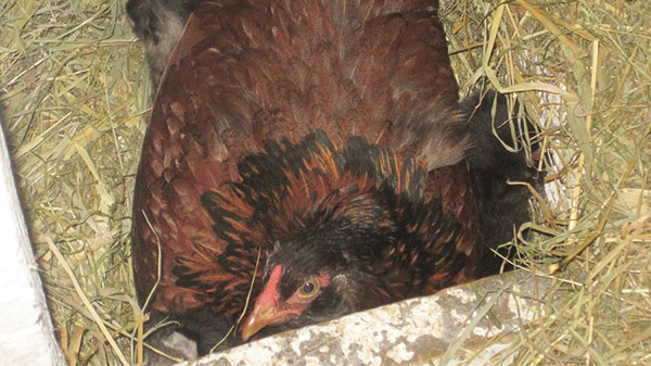 Der Bauer denkt, die Henne brütet die Eier – doch dann findet er vier kleine Fellnasen unter dem Huhn!