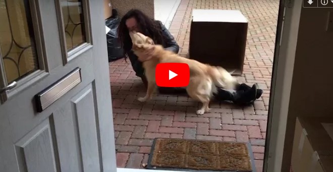 Der Hund sieht eine große Box vor dem Haus – plötzlich vernimmt er einen bekannten Geruch