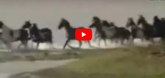 100 Pferde warten auf dieser Insel auf den sicheren Tod – was diese 7 Frauen dann tun, ist einfach unglaublich