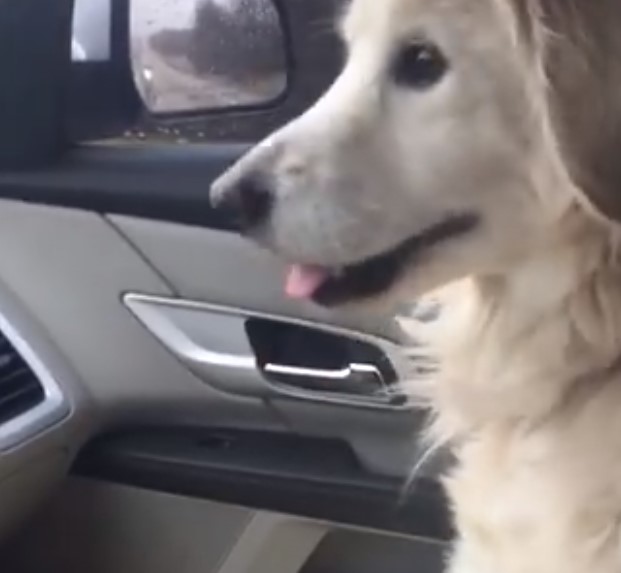 Der Hund weigert sich, die Hand seiner neuen Besitzerin loszulassen, als sie vom Tierheim nach Hause fahren