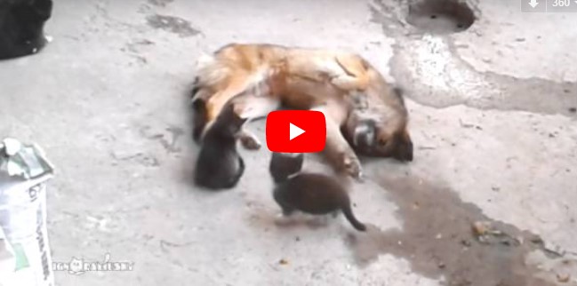 Katzenmutter trifft auf einen Hund mit ihren kleinen Kätzchen – deren Begegnung fasziniert Millionen